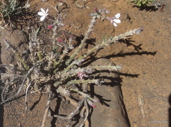 Pachypodium succulentum