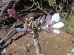Pachypodium succulentum