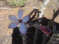 Pachypodium succulentum