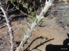 Pachypodium succulentum