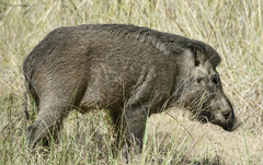 Sus scrofa cristatus