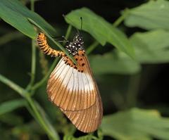 Acraea aganice aganice