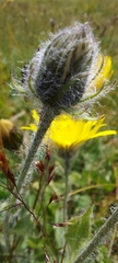 Hieracium villosum