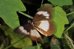 Acraea aganice aganice