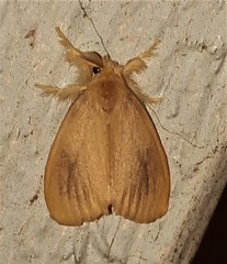 Euproctis edwardsii