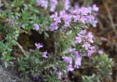Thymus punctulosus