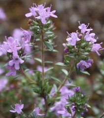 Thymus punctulosus
