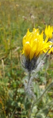 Hieracium villosum