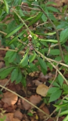 Trichonephila clavipes
