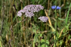 Achillea asiatica