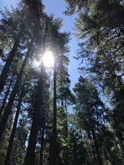 Sequoiadendron giganteum