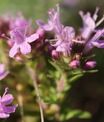 Thymus punctulosus