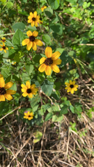 Sanvitalia procumbens