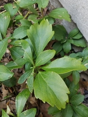Pachysandra terminalis
