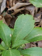 Pachysandra terminalis
