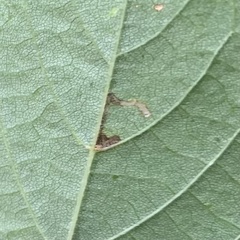 Bucculatrix improvisa