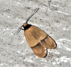 Eulechria hemisphaerica