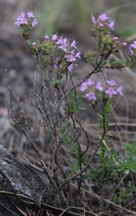 Thymus punctulosus