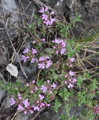 Thymus punctulosus