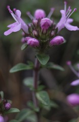 Thymus punctulosus