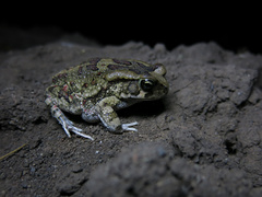 Sclerophrys garmani
