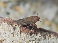 Pareuidella