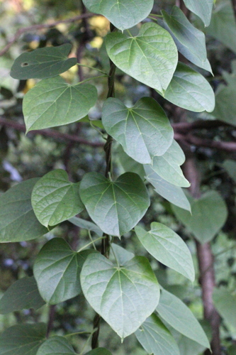 Image of Malabar Gulbel (Tinospora sinensis) by no rights reserved