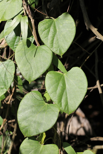 Malabar Gulbel (Tinospora sinensis)