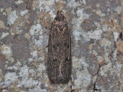 Glyphidocera juniperella