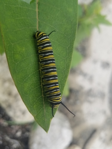 Monarch photographed in New York