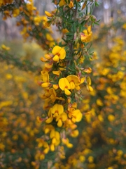 Pultenaea hispidula