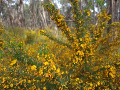 Pultenaea hispidula
