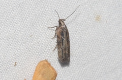 Hypatima