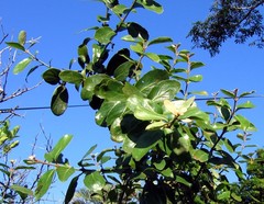 Lorantheae