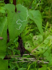 Liriomyza carphephori