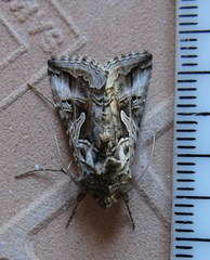 Cornutiplusia circumflexa