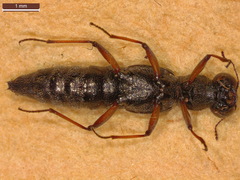 Stenus bimaculatus