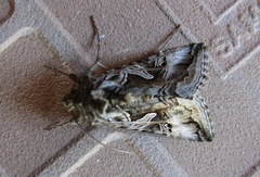 Cornutiplusia circumflexa