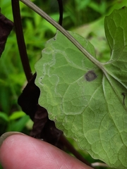 Liriomyza carphephori