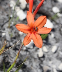 Watsonia fergusoniae