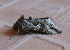 Cornutiplusia circumflexa