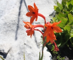 Watsonia fergusoniae
