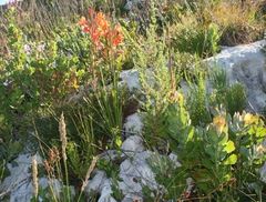 Watsonia fergusoniae