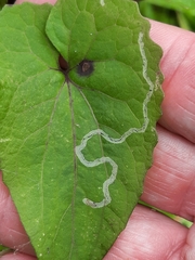 Liriomyza carphephori