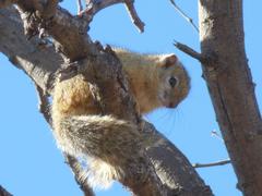 Paraxerus cepapi cepapi