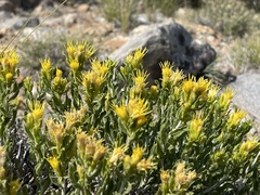 Ericameria discoidea