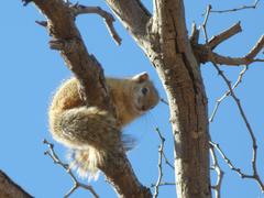 Paraxerus cepapi cepapi