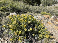 Ericameria discoidea