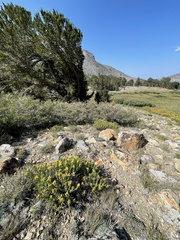 Ericameria discoidea