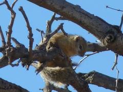 Paraxerus cepapi cepapi